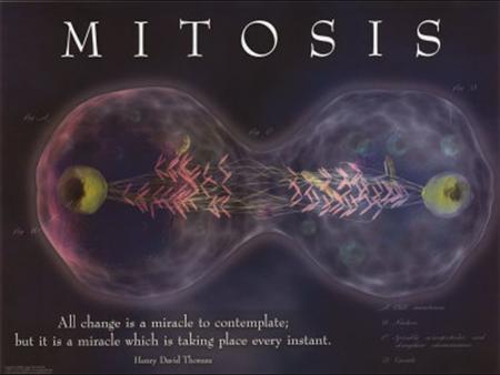 MITOSIS. Think About This… What is this? What IS cancer?? What are some causes? What are some reasons for cell division? How do you think a cell would.