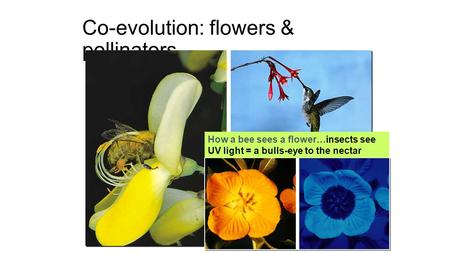 Co-evolution: flowers & pollinators How a bee sees a flower…insects see UV light = a bulls-eye to the nectar.