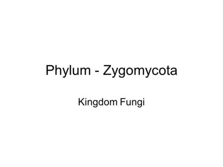 Phylum - Zygomycota Kingdom Fungi.