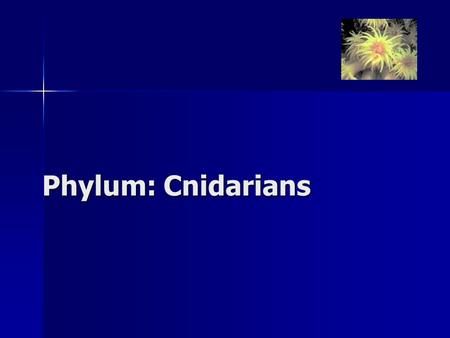 Phylum: Cnidarians.