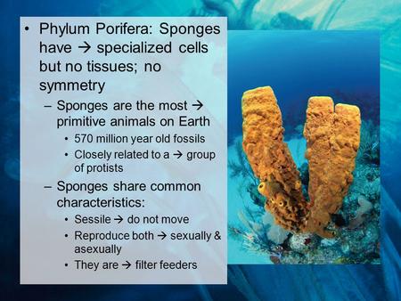 Phylum Porifera: Sponges have  specialized cells but no tissues; no symmetry –Sponges are the most  primitive animals on Earth 570 million year old fossils.