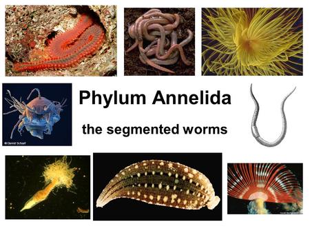Phylum Annelida the segmented worms
