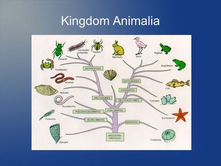 Kingdom Animalia.