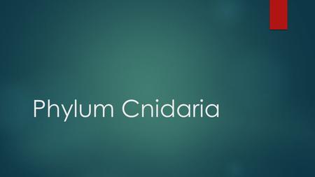 Phylum Cnidaria.