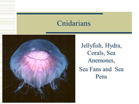 Cnidarians Jellyfish, Hydra, Corals, Sea Anemones, Sea Fans and Sea Pens.