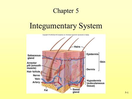 Chapter 5 Integumentary System.