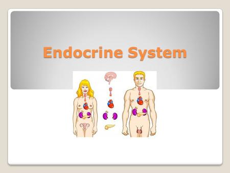 Endocrine System. Hormone- a chemical messenger that is released into the blood stream. Gland- a group of cells or an organ that secretes hormones. Pituitary.