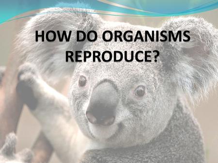 REPRODUCTION: Reproduction is defined as a biological process in which an organism gives rise to young ones (offspring's) similar to itself. The offspring.
