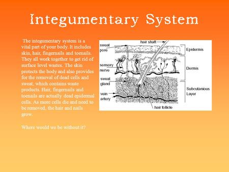 The integumentary system is a vital part of your body. It includes skin, hair, fingernails and toenails. They all work together to get rid of surface level.