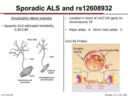 Sporadic ALS and rs12608932 Amyotrophic lateral sclerosis Spoardic ALS estimated heritability: 0.35-0.85 Located in intron of UNC13A gene on chromosome.
