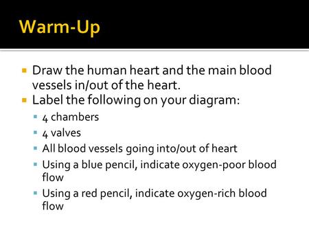 Warm-Up Draw the human heart and the main blood vessels in/out of the heart. Label the following on your diagram: 4 chambers 4 valves All blood vessels.