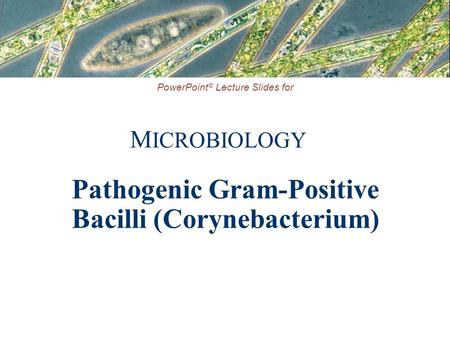PowerPoint ® Lecture Slides for M ICROBIOLOGY Pathogenic Gram-Positive Bacilli (Corynebacterium)
