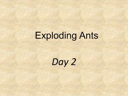 Exploding Ants Day 2.