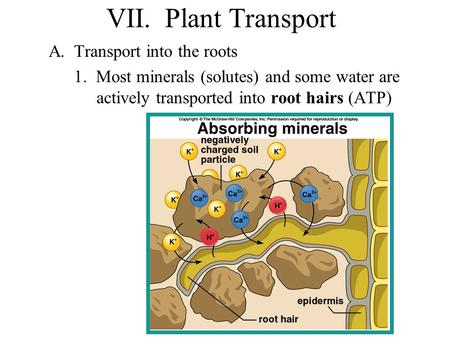 VII. Plant Transport A.Transport into the roots 1. Most minerals (solutes) and some water are actively transported into root hairs (ATP)