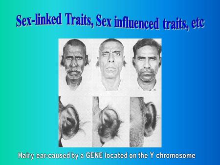 Sex influenced traits The gene is NOT on a sex chromosome, but SEX affects the phenotype Ex-baldness-dominant in males, recessive in women –If ‘B’ represents.
