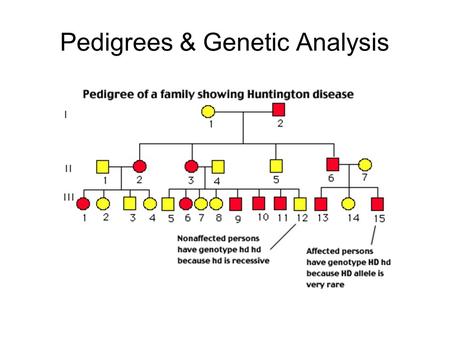 Pedigrees & Genetic Analysis. Learning Objectives By the end of this class you should understand: The purpose of a pedigree How to read and interpret.