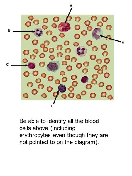 Be able to identify all the blood cells above (including erythrocytes even though they are not pointed to on the diagram).