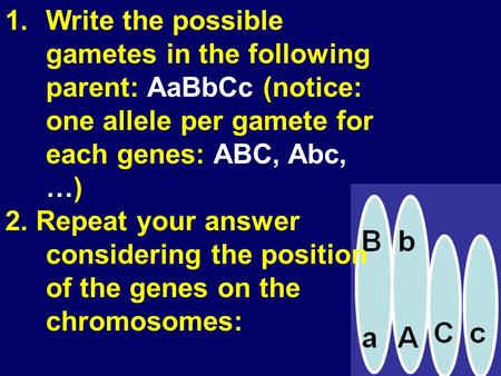 1.Write the possible gametes in the following parent: AaBbCc (notice: one allele per gamete for each genes: ABC, Abc, …) 2. Repeat your answer considering.