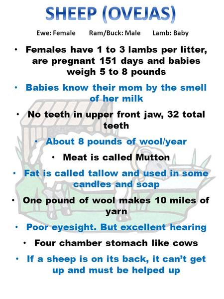 Ewe: Female Ram/Buck: Male Lamb: Baby Females have 1 to 3 lambs per litter, are pregnant 151 days and babies weigh 5 to 8 pounds Babies know their mom.
