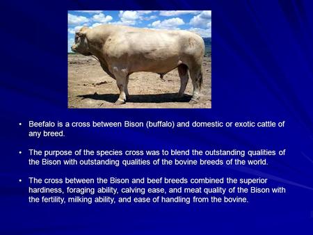 Beefalo is a cross between Bison (buffalo) and domestic or exotic cattle of any breed. The purpose of the species cross was to blend the outstanding qualities.