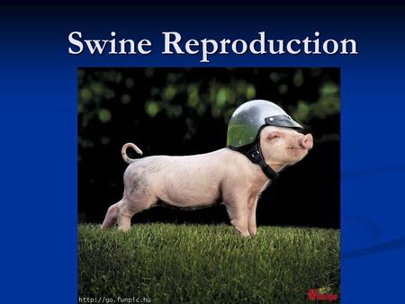 Swine Reproduction. Breeding herds Replacement gilts Replacement gilts Sows Sows Boars Boars.