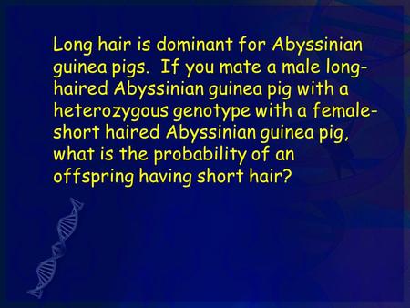 Long hair is dominant for Abyssinian guinea pigs. If you mate a male long- haired Abyssinian guinea pig with a heterozygous genotype with a female- short.
