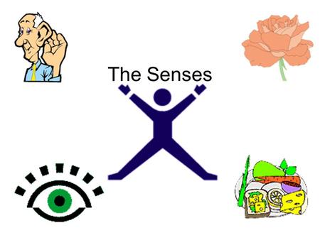 The Senses. Your five senses play in important role in your daily life. Every moment in your life, you use at least one of your five senses. You touch,
