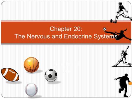 Pages 546 – 564 Date Chapter 20: The Nervous and Endocrine Systems.