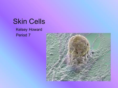 Skin Cells Kelsey Howard Period 7. Type of Skin Cells Epidermis Dermis Hypodermis.
