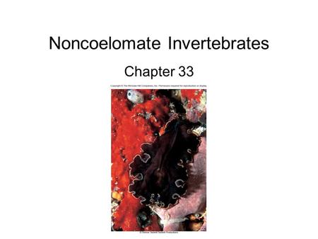 Noncoelomate Invertebrates