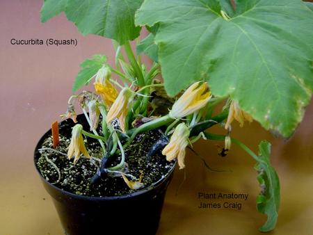 Cucurbita (Squash) Plant Anatomy James Craig. Red Warty Thing Strawberry BACKGROUND: Herbatious dicotyledon Appears to be one of the first domesticated.