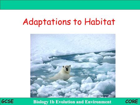 Adaptations to Habitat