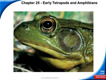 End Show Slide 1 of 47 Copyright Pearson Prentice Hall Biology Chapter 25 - Early Tetrapods and Amphibians.
