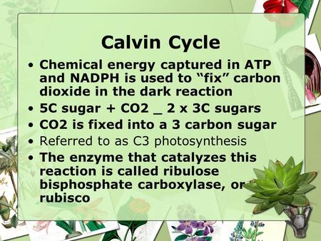 Calvin Cycle Chemical energy captured in ATP and NADPH is used to “fix” carbon dioxide in the dark reaction 5C sugar + CO2 _ 2 x 3C sugars CO2 is fixed.