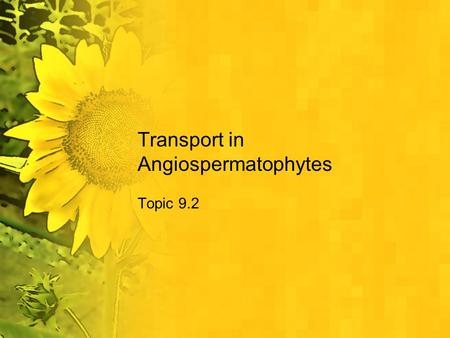 Transport in Angiospermatophytes Topic 9.2. Assessment Statements 9.2.1 Outline how the root system provides a large surface area for mineral ion and.