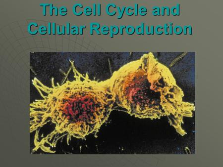 The Cell Cycle and Cellular Reproduction. Outline  Interphase  Mitotic Stage  Cell Cycle Control  Apoptosis  Mitosis  Mitosis in Animal Cells 
