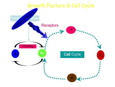 Gene Transcription G0G0 G1G1 Priming S G2G2 M Cell Cell Cycle Growth Factors + Growth Factors & Cell Cycle Receptors.