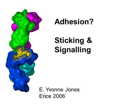 Adhesion? Sticking & Signalling E. Yvonne Jones Erice 2006.