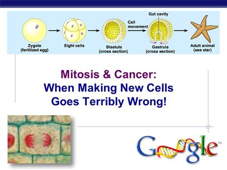 Regents Biology Mitosis & Cancer: When Making New Cells Goes Terribly Wrong!