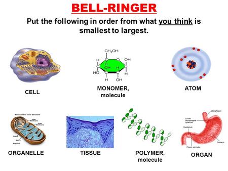 BELL-RINGER Put the following in order from what you think is smallest to largest. ATOMMONOMER, molecule POLYMER, molecule CELL ORGANELLETISSUE ORGAN.