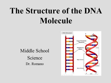 The Structure of the DNA Molecule Middle School Science Dr. Romano.