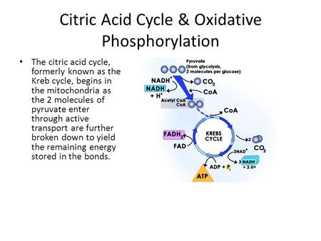 Citric Acid Cycle & Oxidative Phosphorylation The citric acid cycle, formerly known as the Kreb cycle, begins in the mitochondria as the 2 molecules of.