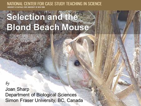 Selection and the Blond Beach Mouse Selection and the Blond Beach Mouse by Joan Sharp Department of Biological Sciences Simon Fraser University, BC, Canada.