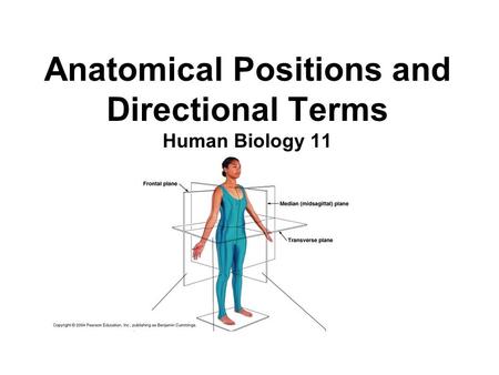 Anatomical Positions and Directional Terms Human Biology 11.