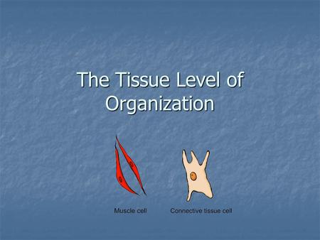 The Tissue Level of Organization. What are the body tissues? Epithelial tissue Epithelial tissue Connective tissue Connective tissue Nervous tissue Nervous.