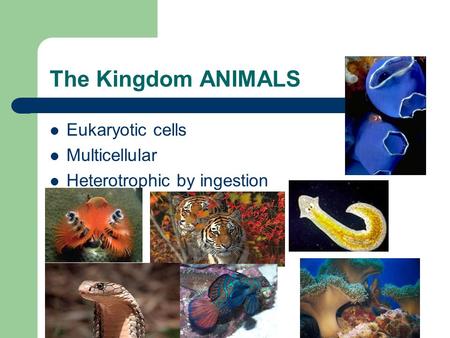The Kingdom ANIMALS Eukaryotic cells Multicellular Heterotrophic by ingestion.