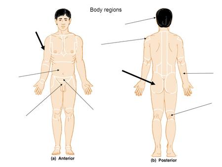 Body regions. Body planes Body cavities Directional Terms- Distal, proximal, superior, inferior, medial.