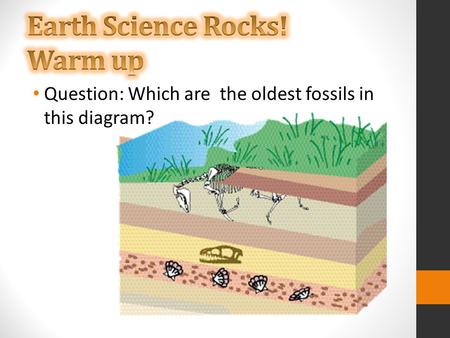 Question: Which are the oldest fossils in this diagram?