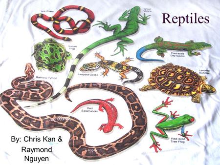 Reptiles By: Chris Kan & Raymond Nguyen. Introduction Ectothermic vertebrates with lungs and scaly skin (waterproof). Reptiles are divided into four orders: