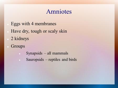 Amniotes Eggs with 4 membranes Have dry, tough or scaly skin 2 kidneys Groups Synapsids – all mammals Sauropsids – reptiles and birds.